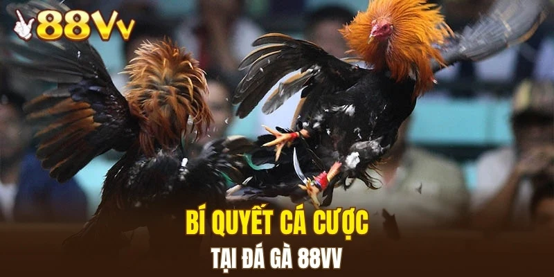 Đá Gà 88VV 6 Bí quyết cá cược tại đá gà 88VV
