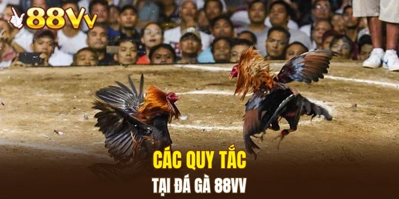 Đá Gà 88VV 5 Các quy tắc tại đá gà 88VV