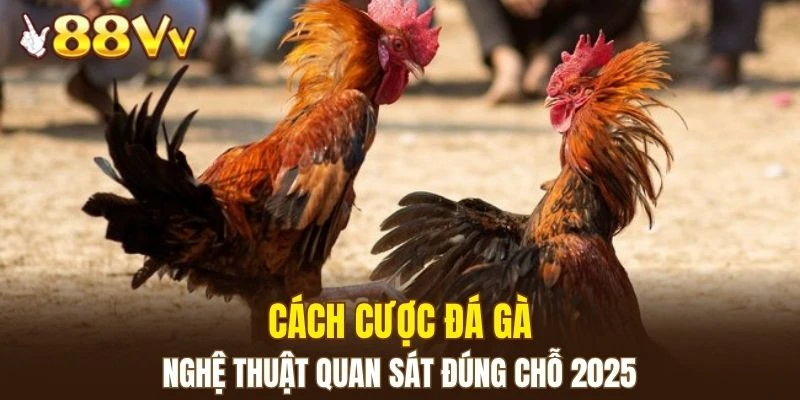 Cách cược đá gà
