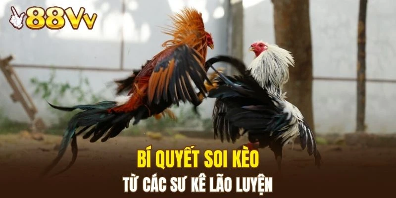 Dàn Lô Hay Về Nhất - Bí Kíp Nâng Cao Xác Suất Trúng Lớn 7 Hé lộ bí quyết soi kèo từ người lâu năm