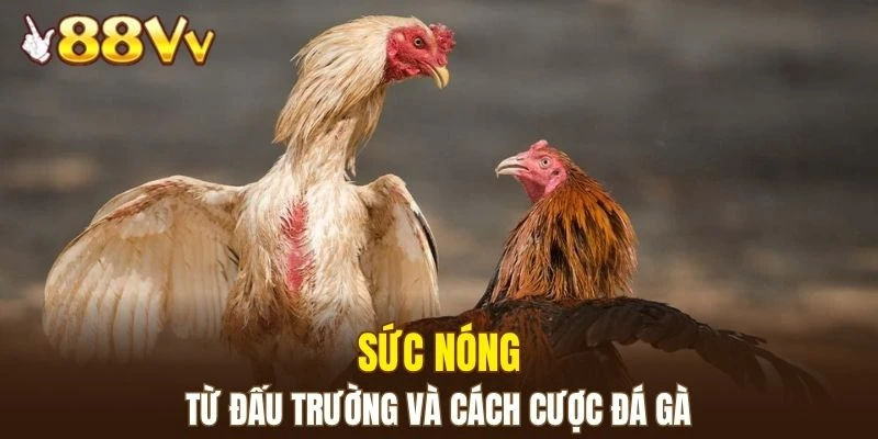 Dàn Lô Hay Về Nhất - Bí Kíp Nâng Cao Xác Suất Trúng Lớn 5 Sự kịch tính xuất hiện ở trường đấu